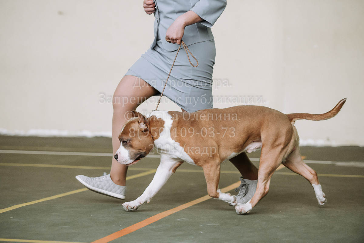 26.03.2022 Выставка собак г. Братск Континенталь. Фотограф Диана Оленина Красноярск / Братск