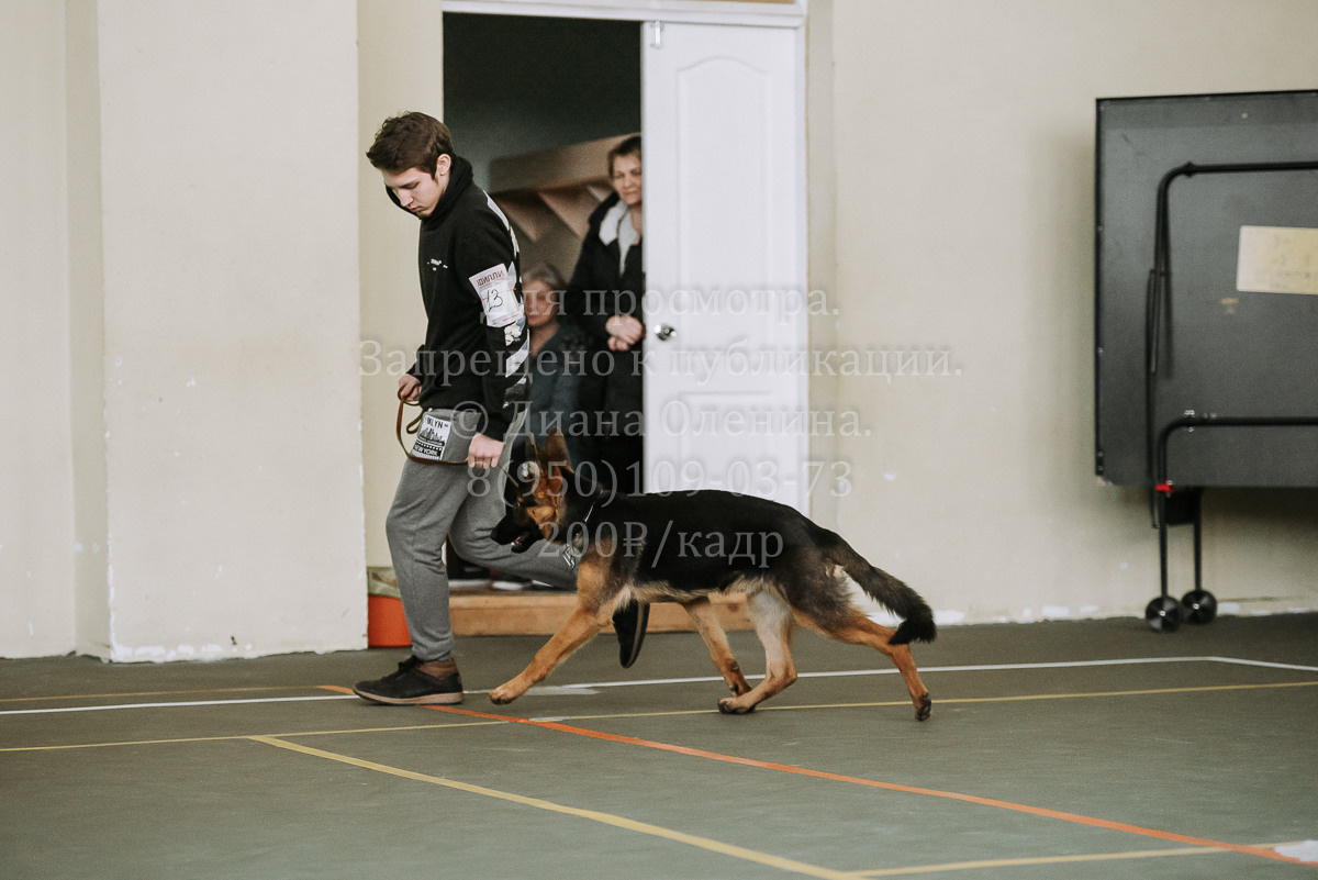 26.03.2022 Выставка собак г. Братск Континенталь. Фотограф Диана Оленина Красноярск / Братск