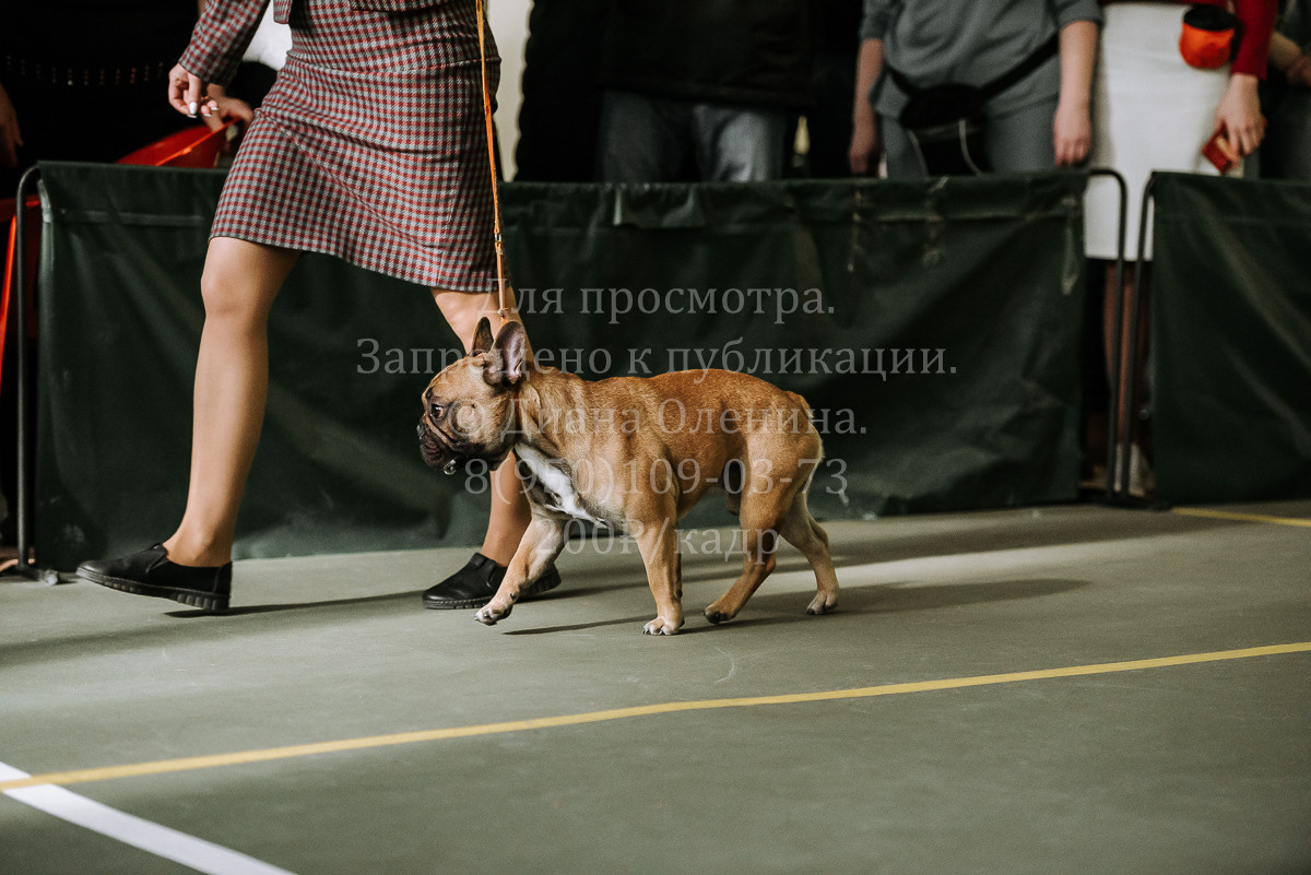 26.03.2022 Выставка собак г. Братск Континенталь. Фотограф Диана Оленина Красноярск / Братск