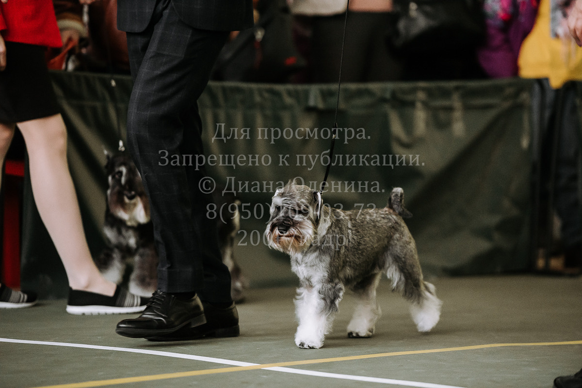 26.03.2022 Выставка собак г. Братск Континенталь. Фотограф Диана Оленина Красноярск / Братск