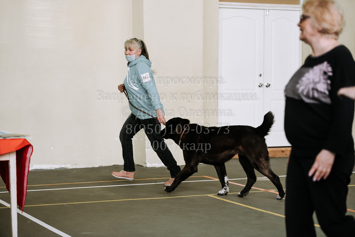 26.03.2022 Выставка собак г. Братск Континенталь. Фотограф Диана Оленина Красноярск / Братск
