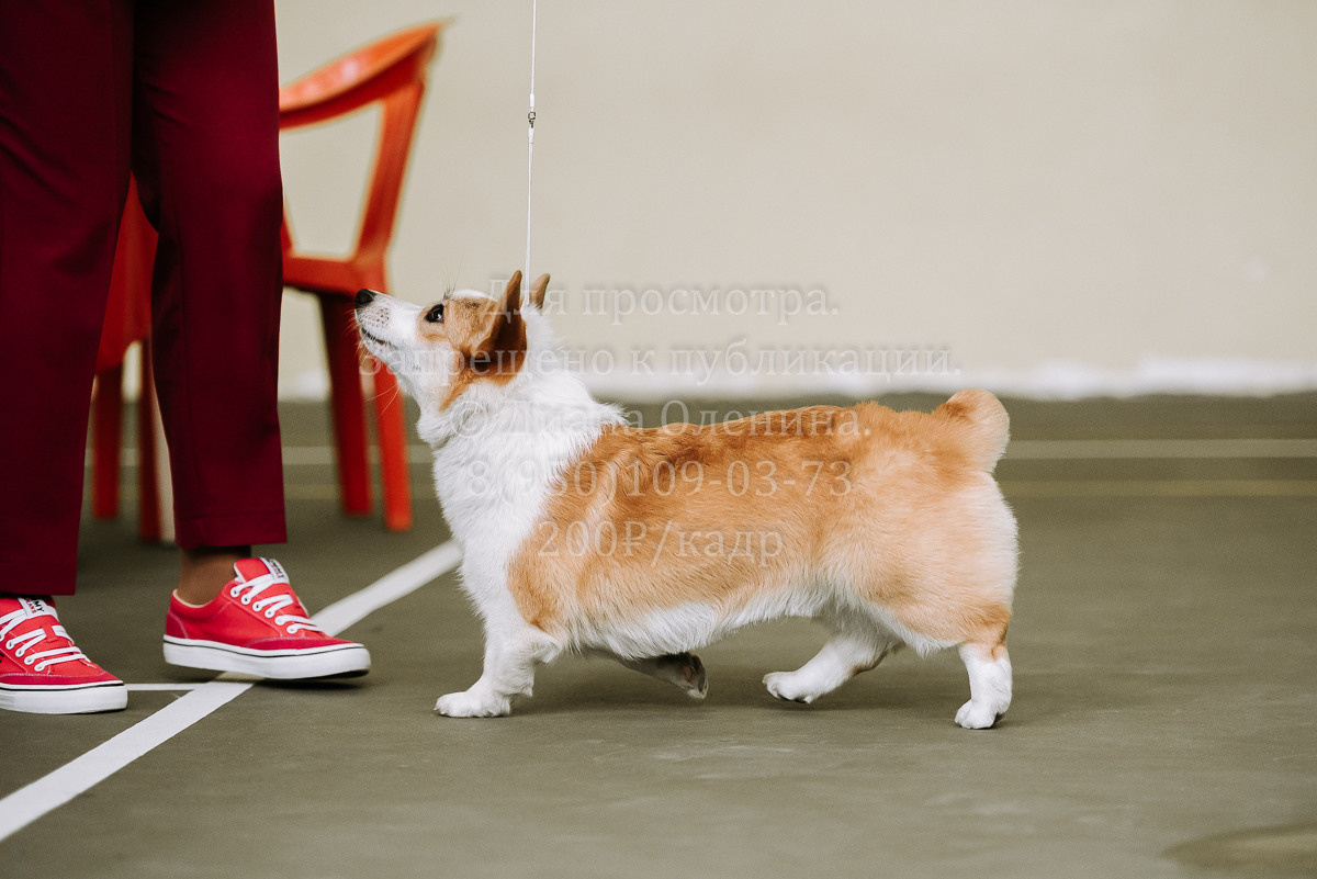 26.03.2022 Выставка собак г. Братск Континенталь. Фотограф Диана Оленина Красноярск / Братск