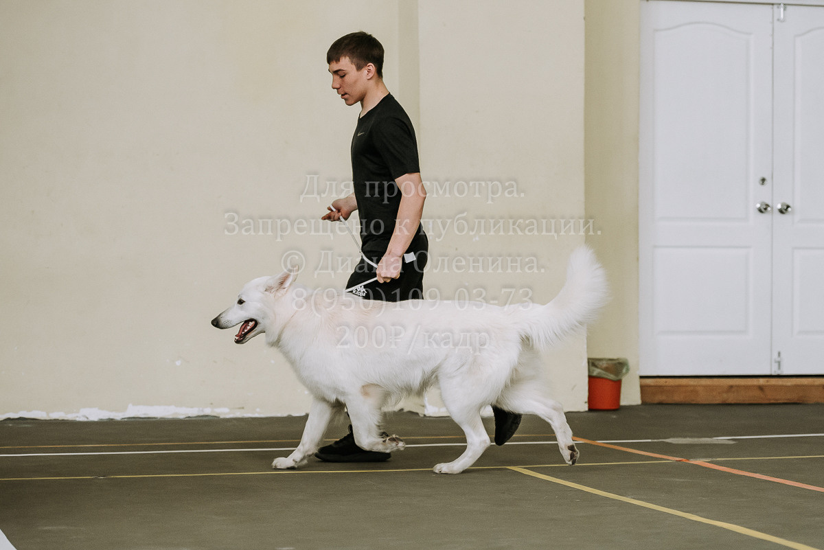 26.03.2022 Выставка собак г. Братск Континенталь. Фотограф Диана Оленина Красноярск / Братск