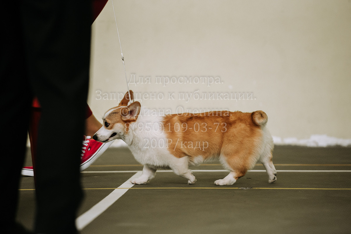 26.03.2022 Выставка собак г. Братск Континенталь. Фотограф Диана Оленина Красноярск / Братск