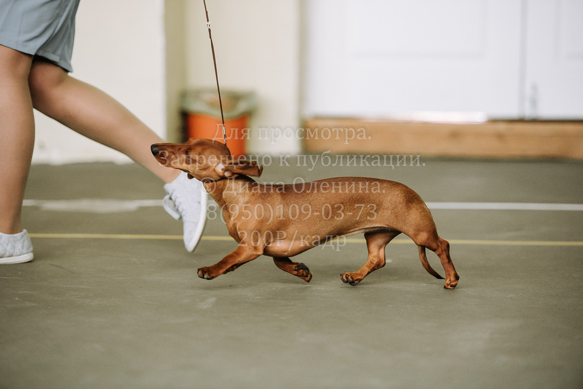 26.03.2022 Выставка собак г. Братск Континенталь. Фотограф Диана Оленина Красноярск / Братск