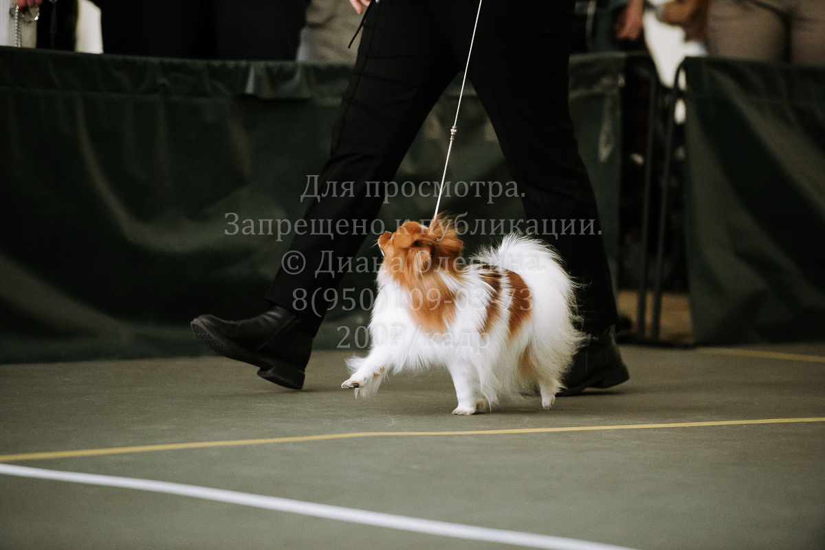 26.03.2022 Выставка собак г. Братск Континенталь. Фотограф Диана Оленина Красноярск / Братск