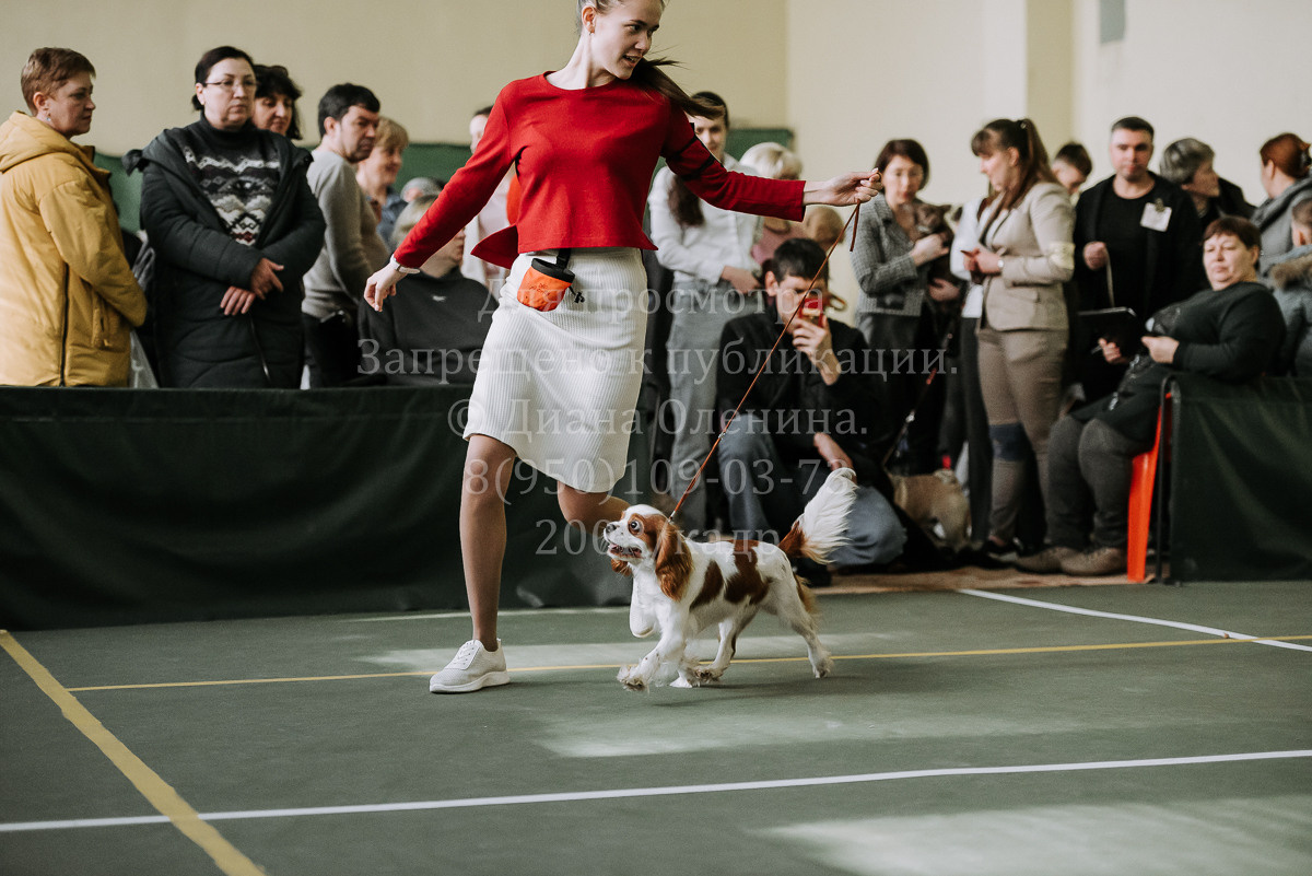 26.03.2022 Выставка собак г. Братск Континенталь. Фотограф Диана Оленина Красноярск / Братск
