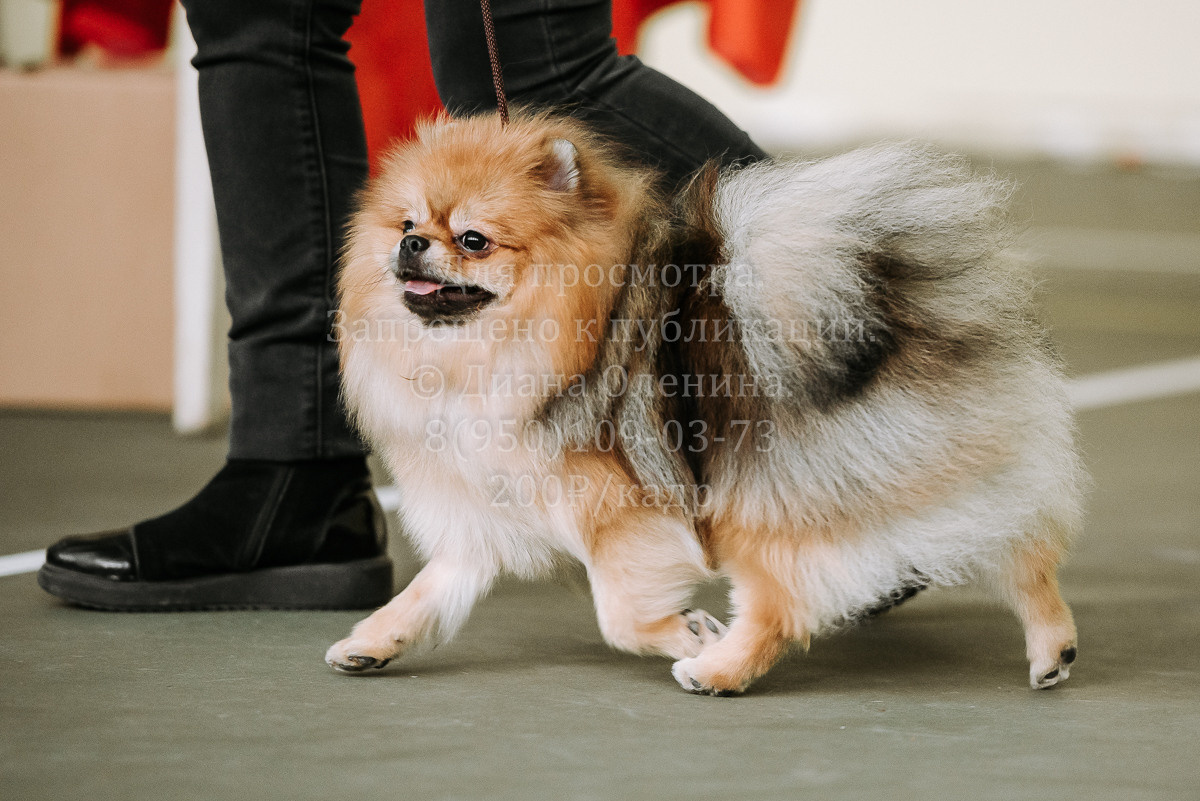 26.03.2022 Выставка собак г. Братск Континенталь. Фотограф Диана Оленина Красноярск / Братск