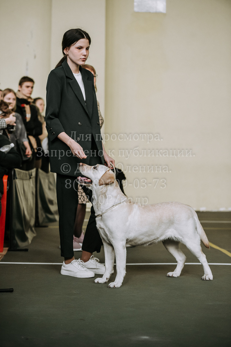 26.03.2022 Выставка собак г. Братск Континенталь. Фотограф Диана Оленина Красноярск / Братск