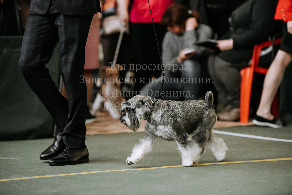 26.03.2022 Выставка собак г. Братск Континенталь. Фотограф Диана Оленина Красноярск / Братск