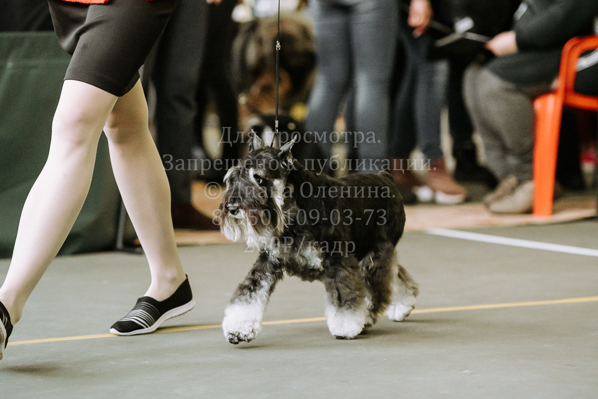 26.03.2022 Выставка собак г. Братск Континенталь. Фотограф Диана Оленина Красноярск / Братск