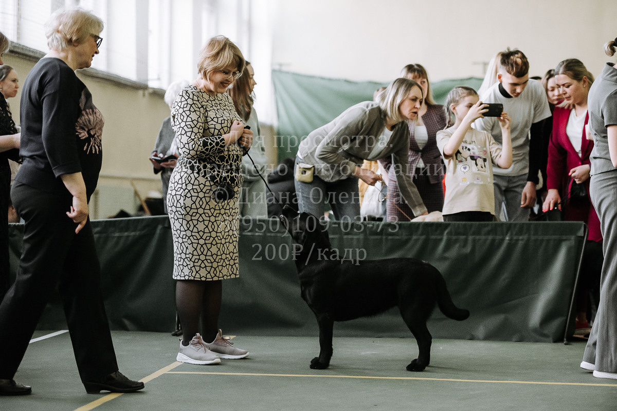 26.03.2022 Выставка собак г. Братск Континенталь. Фотограф Диана Оленина Красноярск / Братск