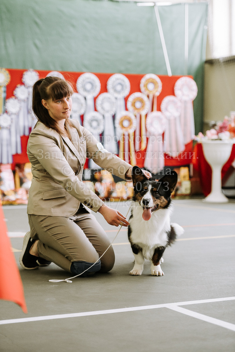 26.03.2022 Выставка собак г. Братск Континенталь. Фотограф Диана Оленина Красноярск / Братск