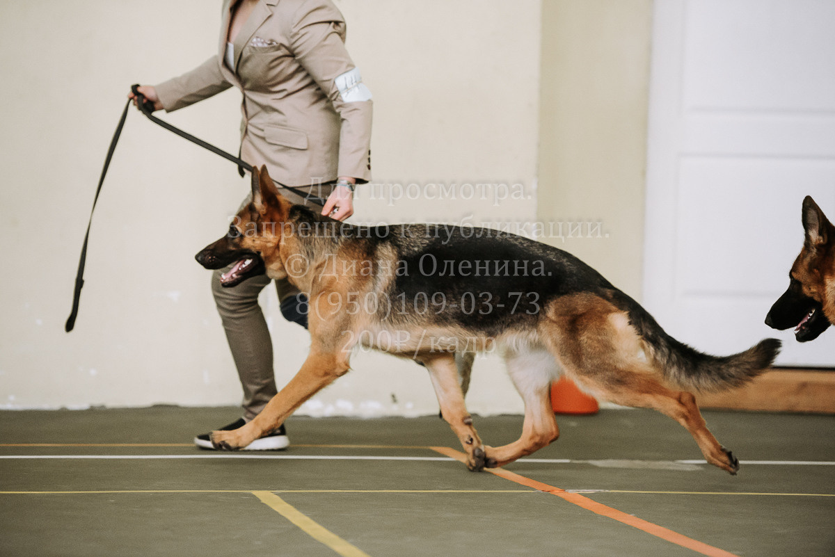 26.03.2022 Выставка собак г. Братск Континенталь. Фотограф Диана Оленина Красноярск / Братск