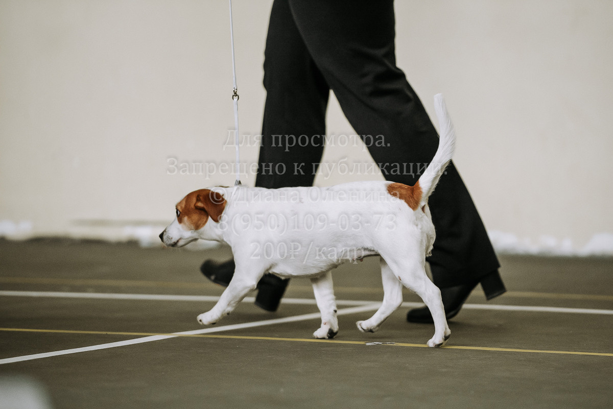 26.03.2022 Выставка собак г. Братск Континенталь. Фотограф Диана Оленина Красноярск / Братск