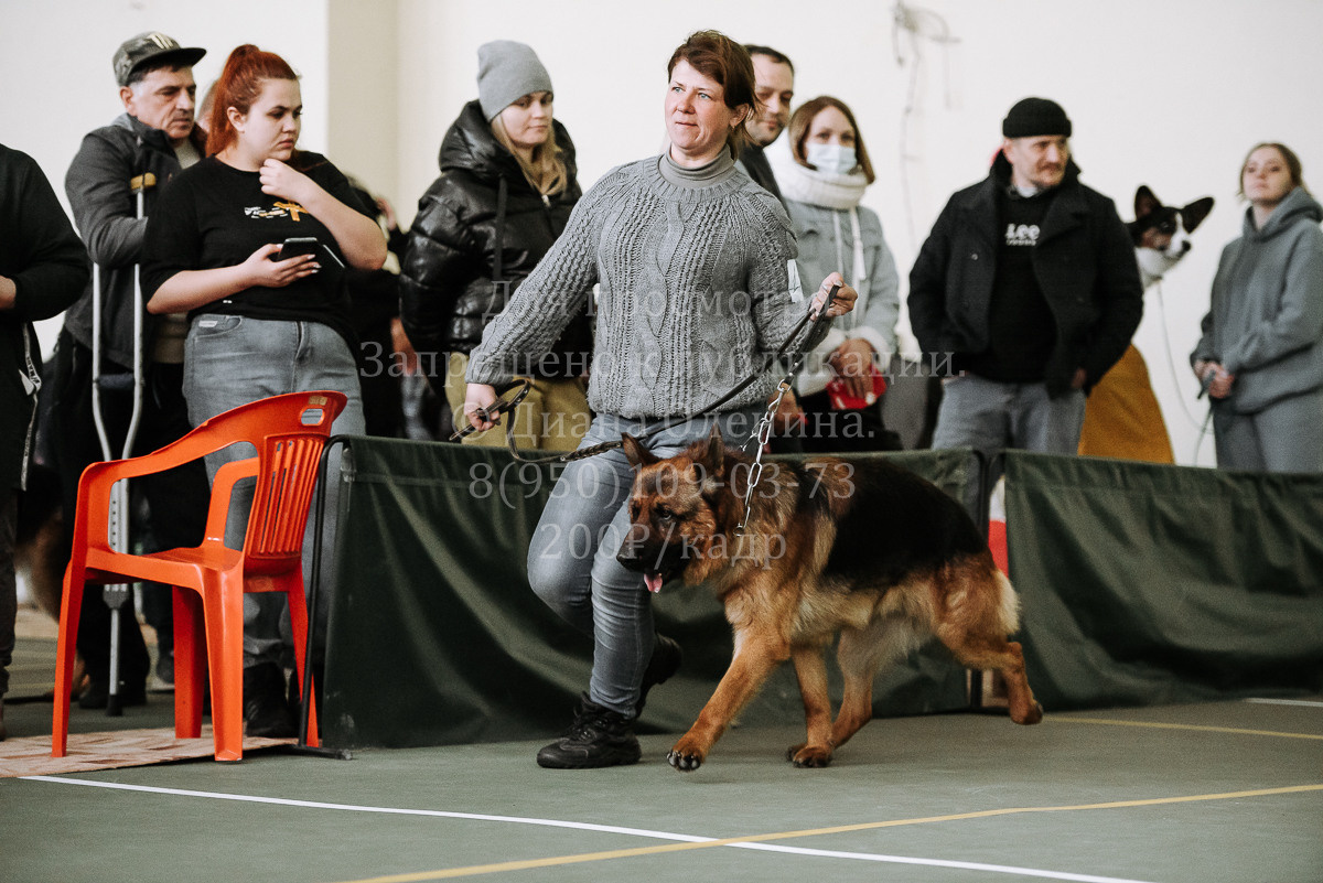 26.03.2022 Выставка собак г. Братск Континенталь. Фотограф Диана Оленина Красноярск / Братск