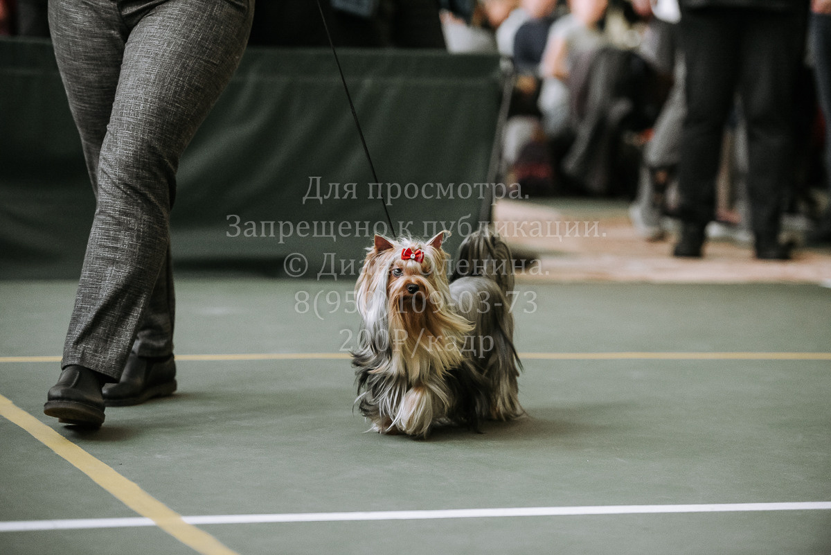 26.03.2022 Выставка собак г. Братск Континенталь. Фотограф Диана Оленина Красноярск / Братск