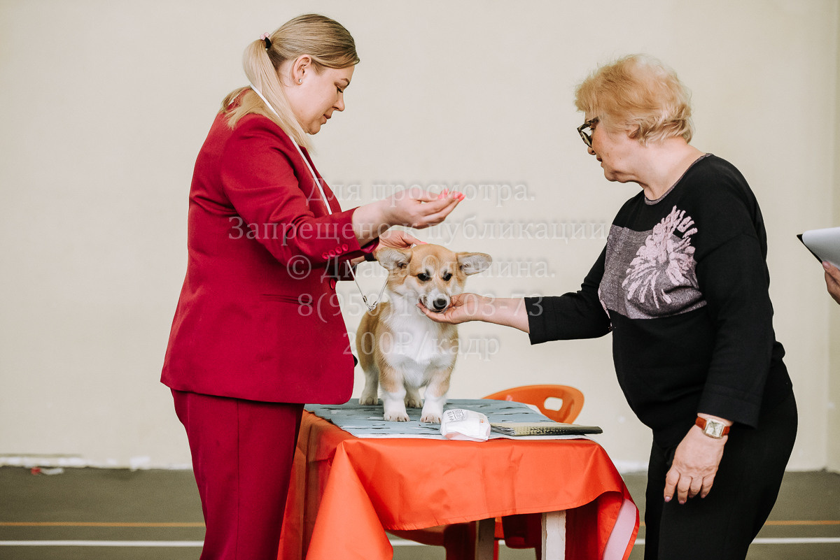 26.03.2022 Выставка собак г. Братск Континенталь. Фотограф Диана Оленина Красноярск / Братск