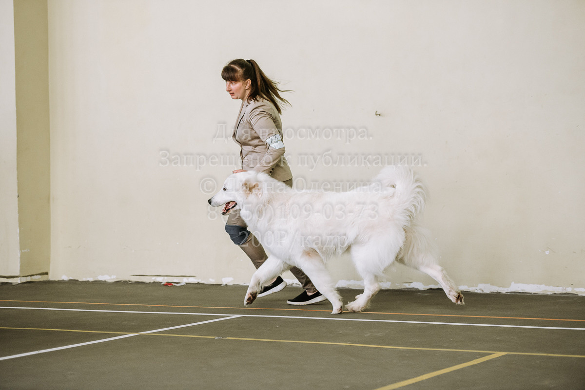 26.03.2022 Выставка собак г. Братск Континенталь. Фотограф Диана Оленина Красноярск / Братск