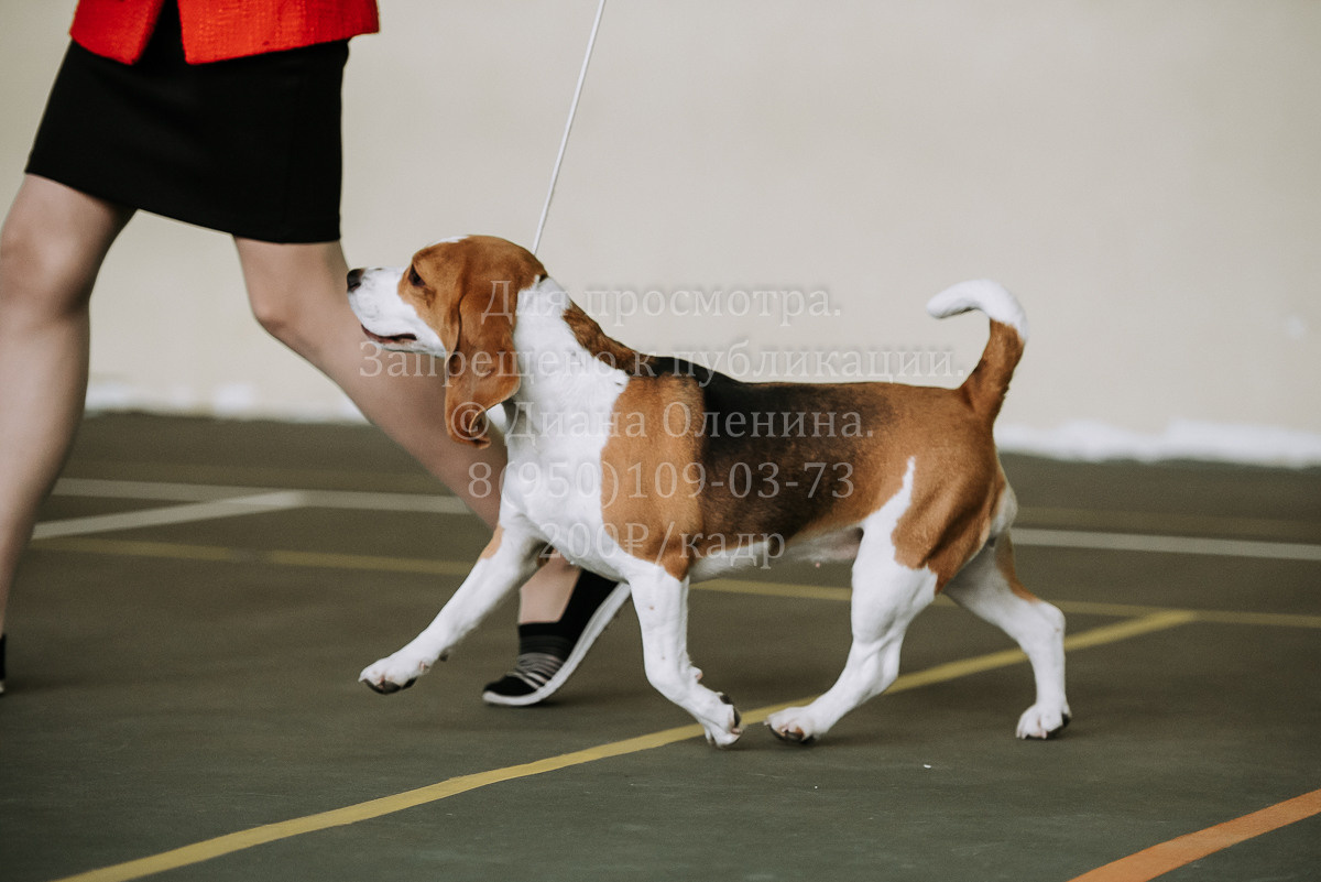 26.03.2022 Выставка собак г. Братск Континенталь. Фотограф Диана Оленина Красноярск / Братск
