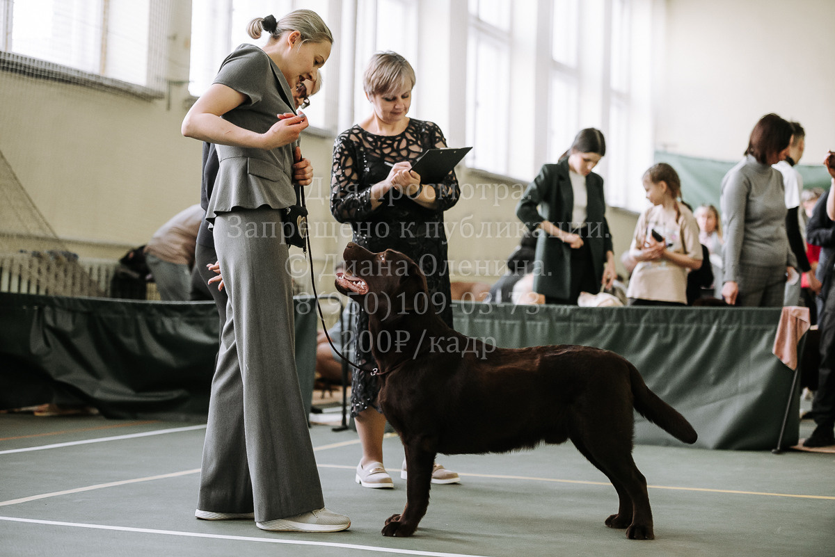 26.03.2022 Выставка собак г. Братск Континенталь. Фотограф Диана Оленина Красноярск / Братск