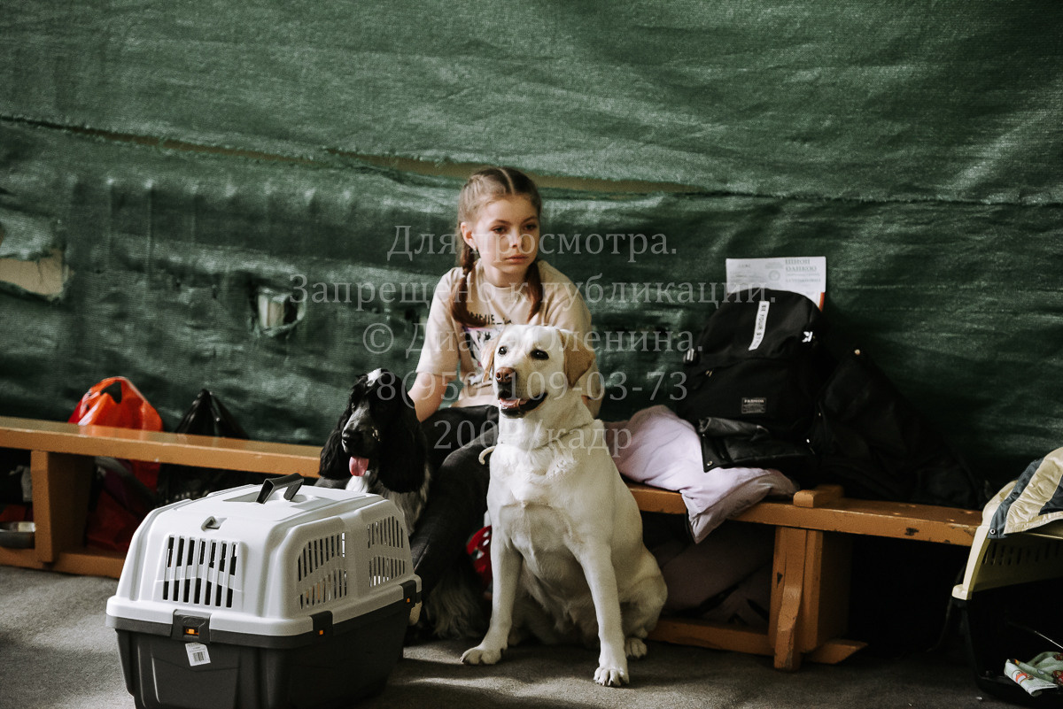 26.03.2022 Выставка собак г. Братск Континенталь. Фотограф Диана Оленина Красноярск / Братск