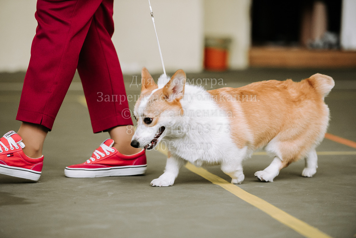 26.03.2022 Выставка собак г. Братск Континенталь. Фотограф Диана Оленина Красноярск / Братск
