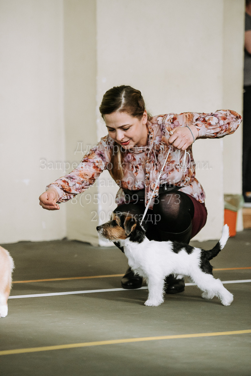 26.03.2022 Выставка собак г. Братск Континенталь. Фотограф Диана Оленина Красноярск / Братск