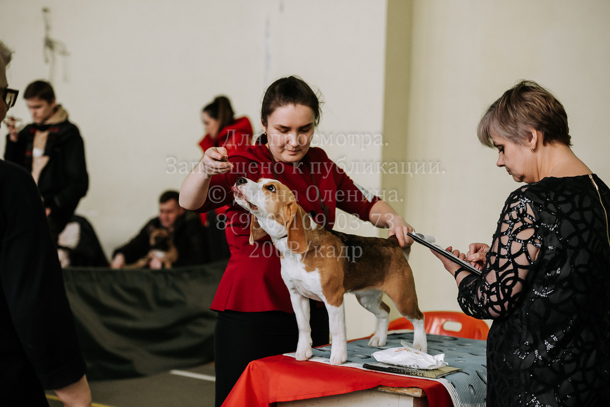 26.03.2022 Выставка собак г. Братск Континенталь. Фотограф Диана Оленина Красноярск / Братск