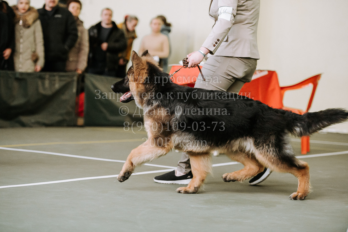 26.03.2022 Выставка собак г. Братск Континенталь. Фотограф Диана Оленина Красноярск / Братск
