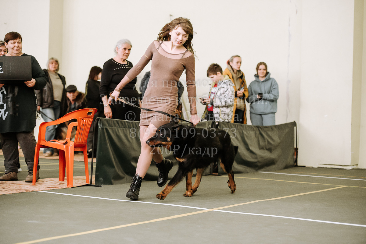 26.03.2022 Выставка собак г. Братск Континенталь. Фотограф Диана Оленина Красноярск / Братск
