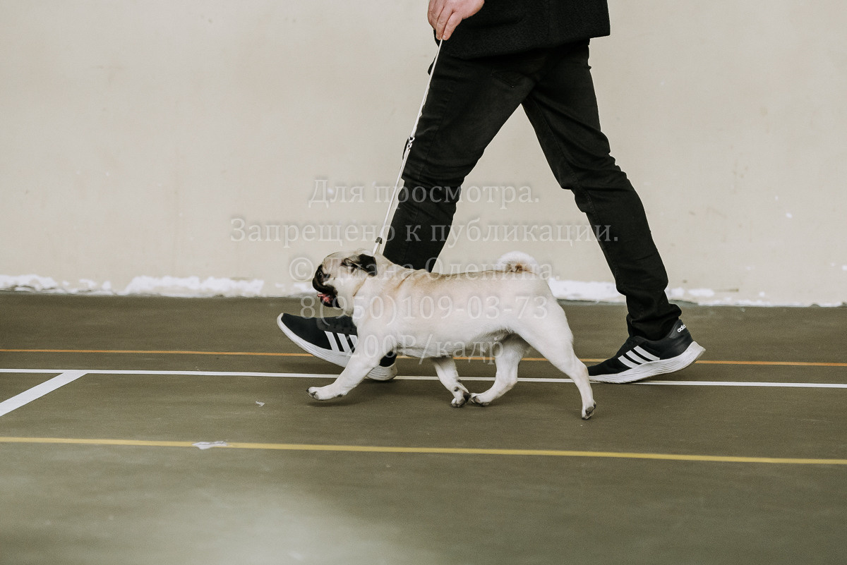 26.03.2022 Выставка собак г. Братск Континенталь. Фотограф Диана Оленина Красноярск / Братск