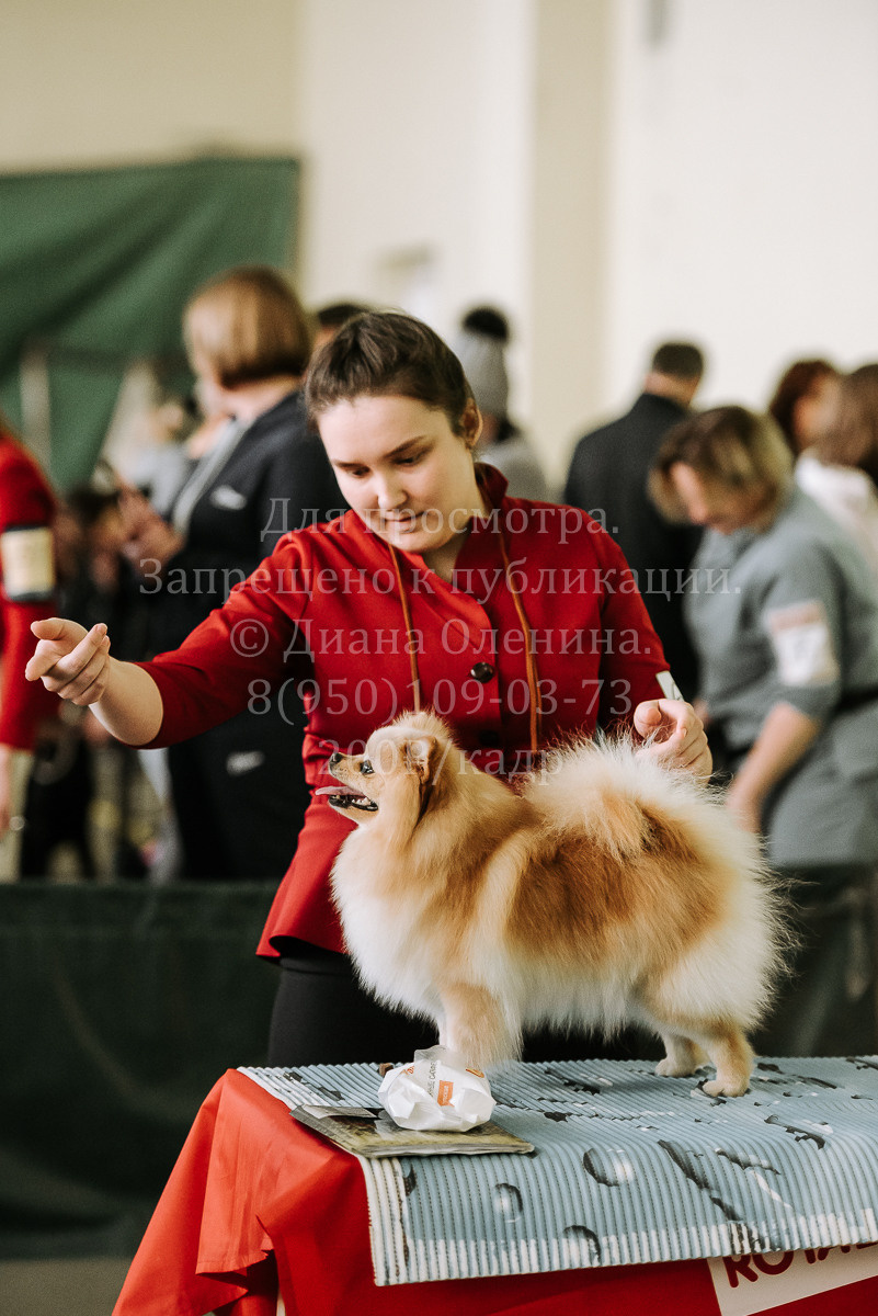 26.03.2022 Выставка собак г. Братск Континенталь. Фотограф Диана Оленина Красноярск / Братск