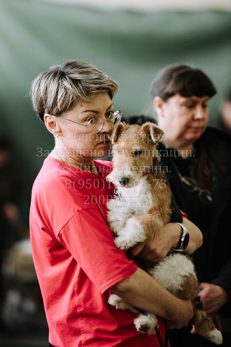 26.03.2022 Выставка собак г. Братск Континенталь. Фотограф Диана Оленина Красноярск / Братск