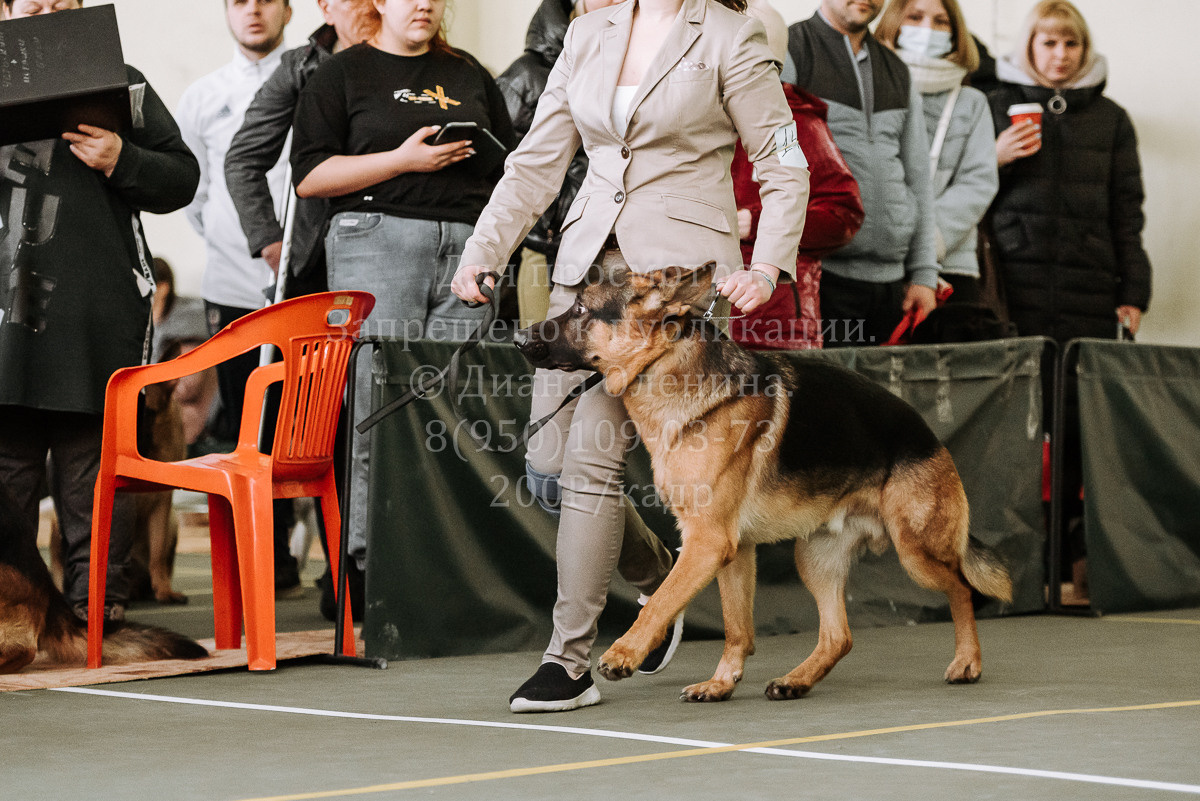 26.03.2022 Выставка собак г. Братск Континенталь. Фотограф Диана Оленина Красноярск / Братск