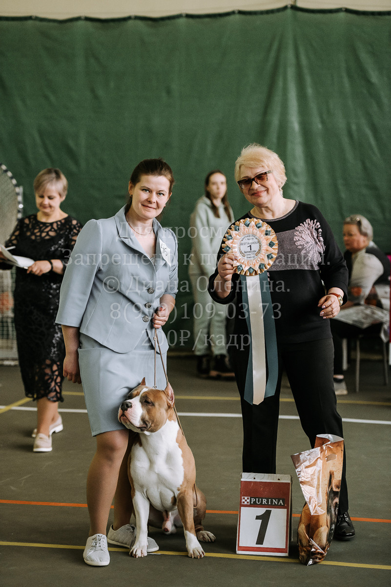 26.03.2022 Выставка собак г. Братск Континенталь. Фотограф Диана Оленина Красноярск / Братск