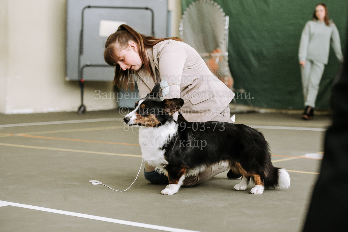 26.03.2022 Выставка собак г. Братск Континенталь. Фотограф Диана Оленина Красноярск / Братск