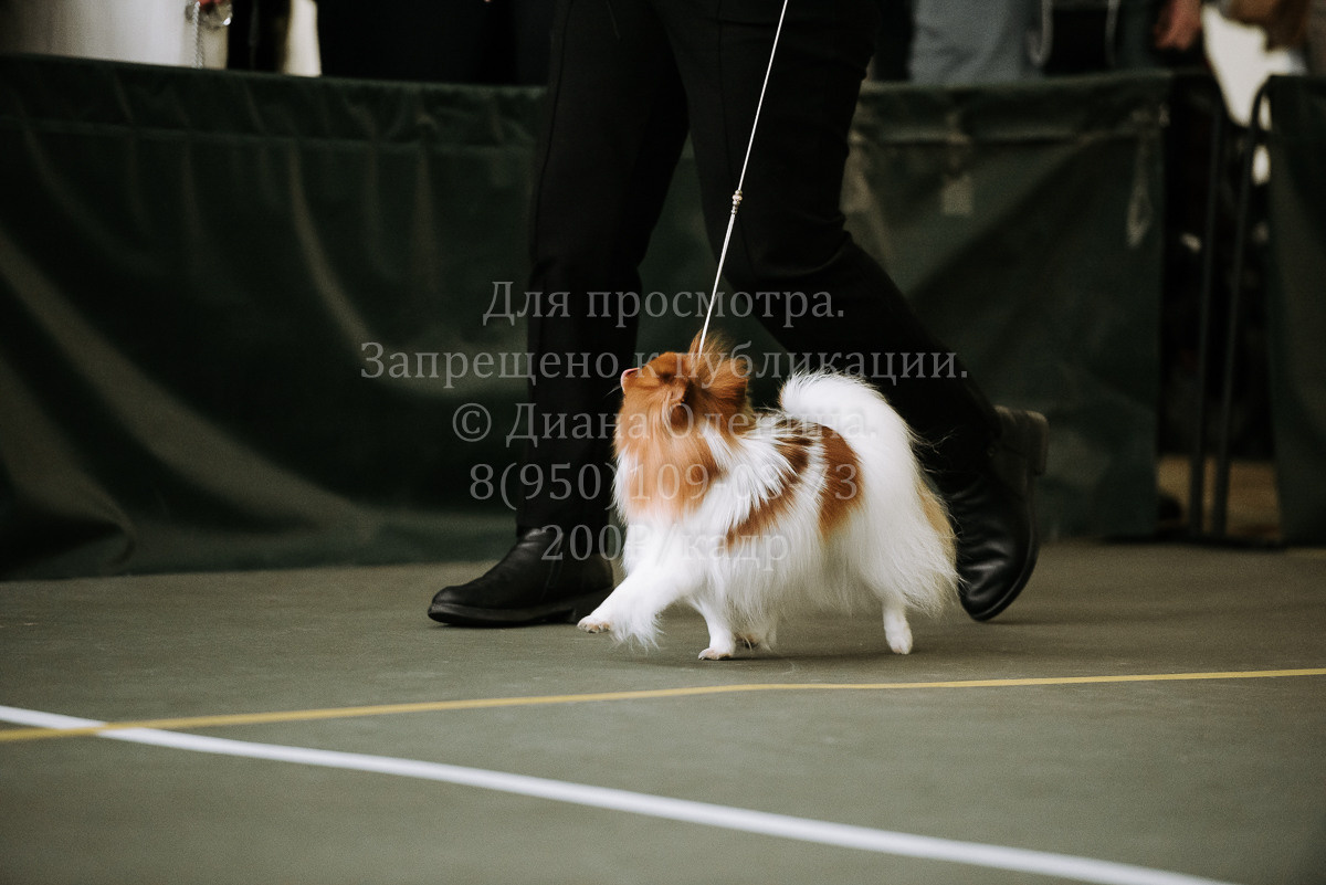 26.03.2022 Выставка собак г. Братск Континенталь. Фотограф Диана Оленина Красноярск / Братск