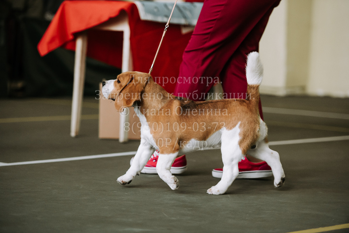 26.03.2022 Выставка собак г. Братск Континенталь. Фотограф Диана Оленина Красноярск / Братск
