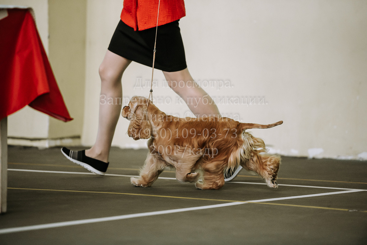 26.03.2022 Выставка собак г. Братск Континенталь. Фотограф Диана Оленина Красноярск / Братск