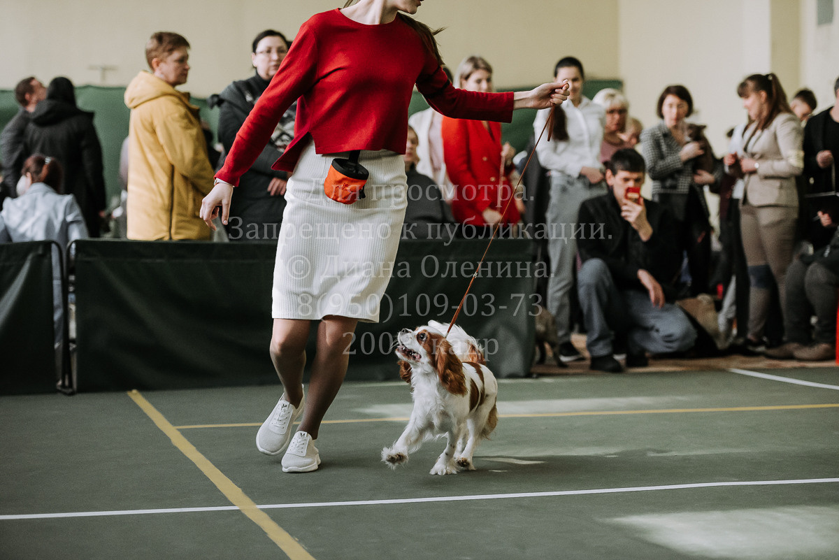 26.03.2022 Выставка собак г. Братск Континенталь. Фотограф Диана Оленина Красноярск / Братск