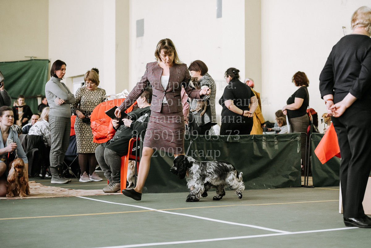 26.03.2022 Выставка собак г. Братск Континенталь. Фотограф Диана Оленина Красноярск / Братск