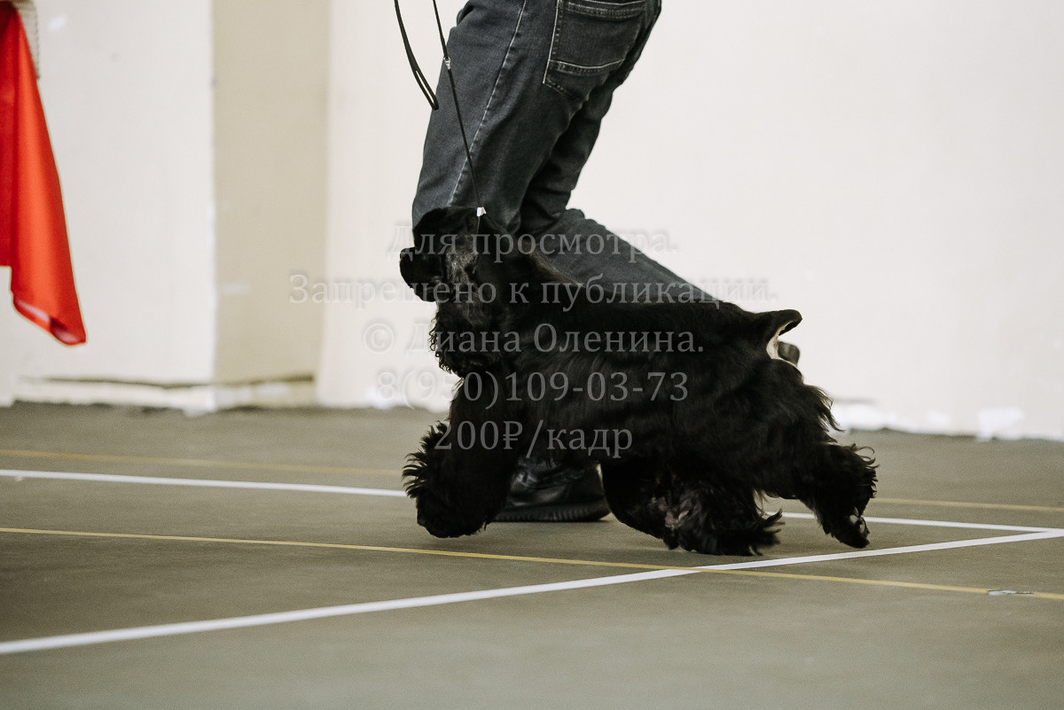 26.03.2022 Выставка собак г. Братск Континенталь. Фотограф Диана Оленина Красноярск / Братск