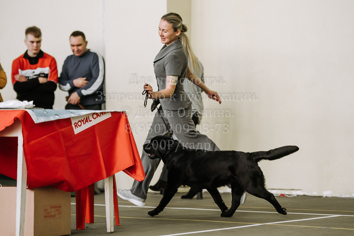 26.03.2022 Выставка собак г. Братск Континенталь. Фотограф Диана Оленина Красноярск / Братск
