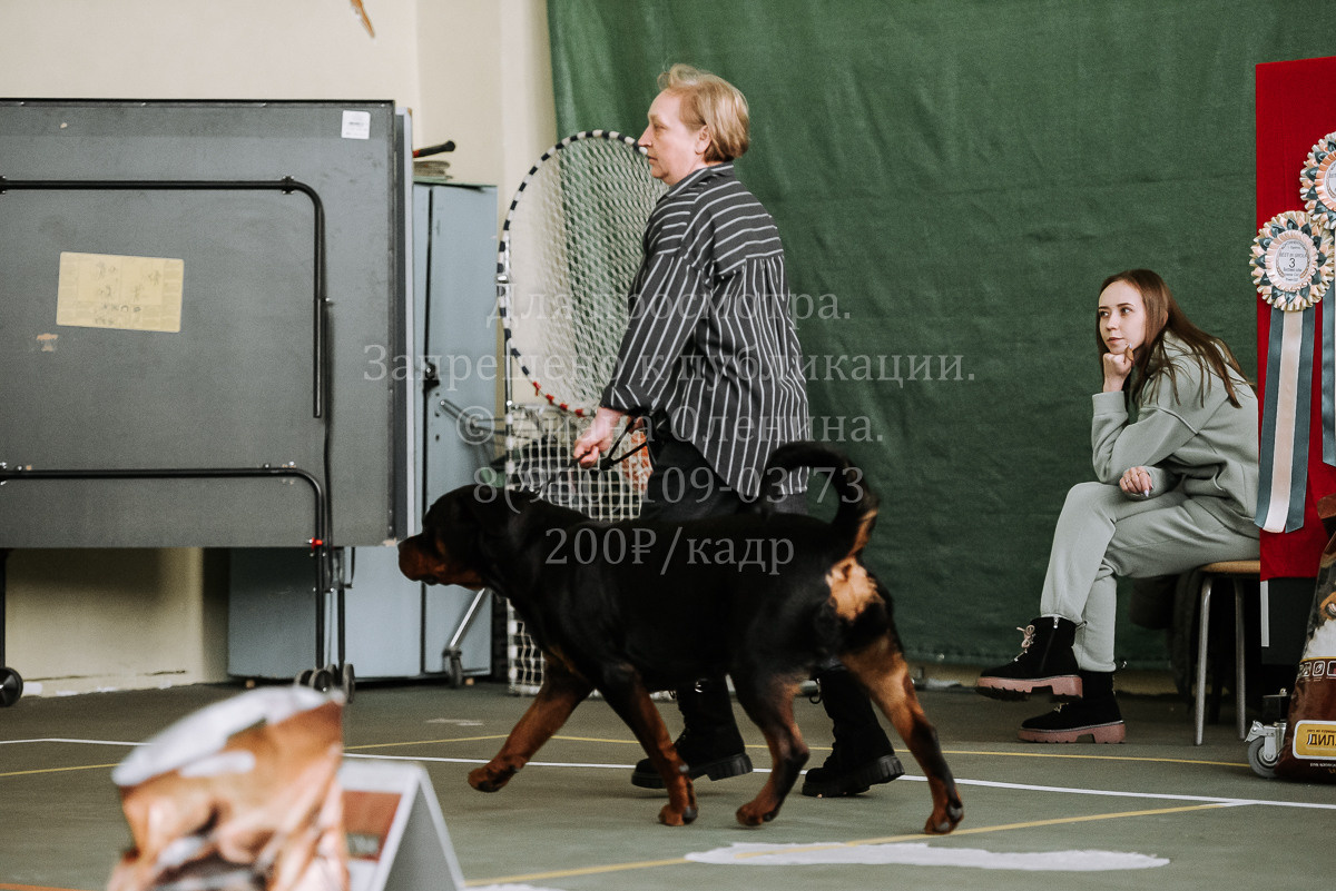 26.03.2022 Выставка собак г. Братск Континенталь. Фотограф Диана Оленина Красноярск / Братск