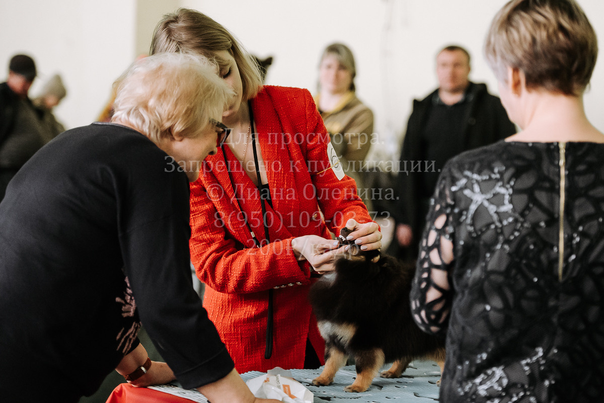 26.03.2022 Выставка собак г. Братск Континенталь. Фотограф Диана Оленина Красноярск / Братск