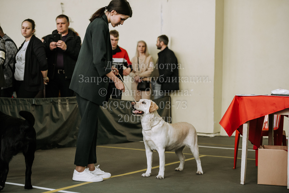 26.03.2022 Выставка собак г. Братск Континенталь. Фотограф Диана Оленина Красноярск / Братск