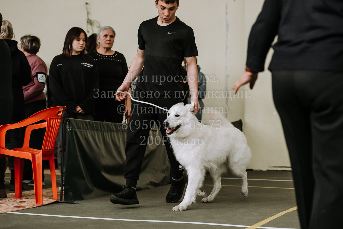 26.03.2022 Выставка собак г. Братск Континенталь. Фотограф Диана Оленина Красноярск / Братск