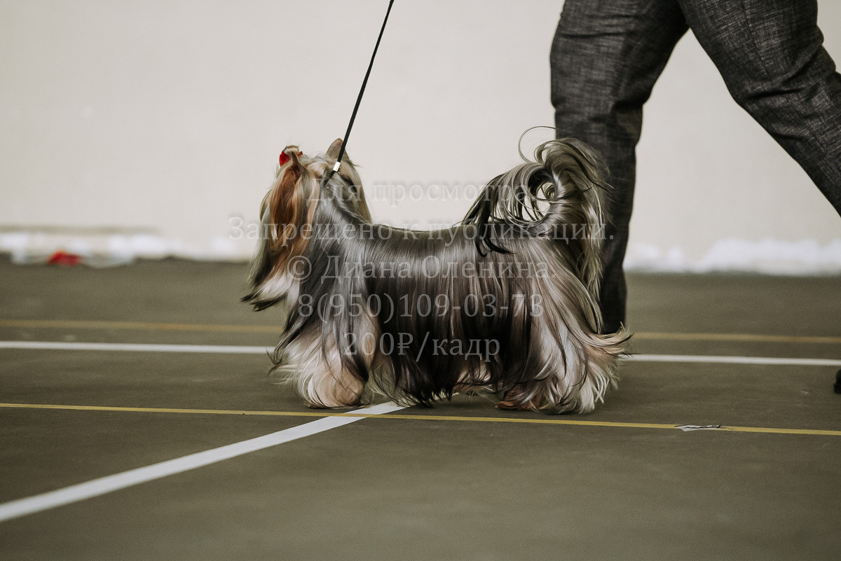26.03.2022 Выставка собак г. Братск Континенталь. Фотограф Диана Оленина Красноярск / Братск