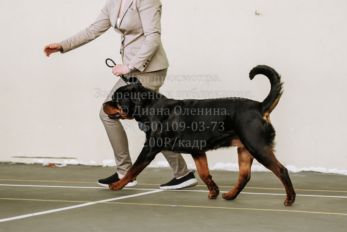 26.03.2022 Выставка собак г. Братск Континенталь. Фотограф Диана Оленина Красноярск / Братск